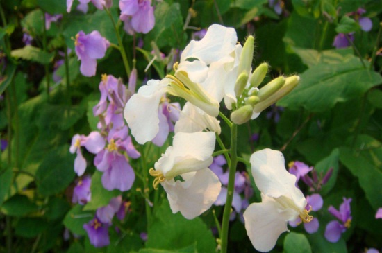 草本植物有哪些