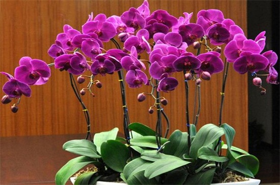 蝴蝶兰花怎么养