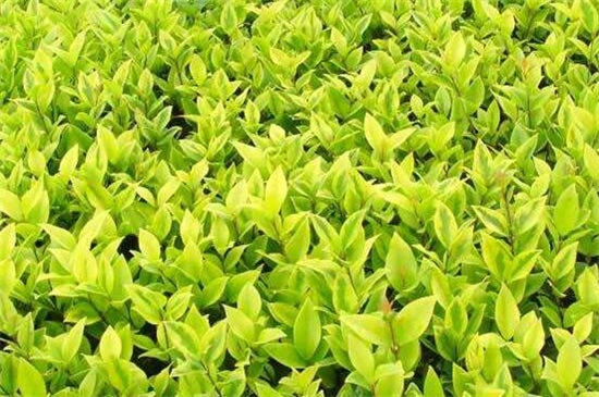 常见园林树木160种