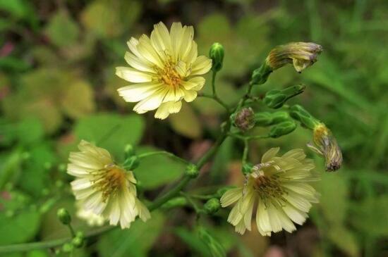 五角枫和元宝枫的区别