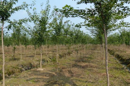 五角枫和元宝枫的区别