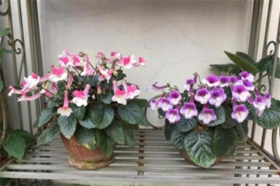 苦苣苔怎么养