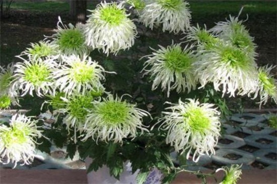 菊花有哪几种颜色