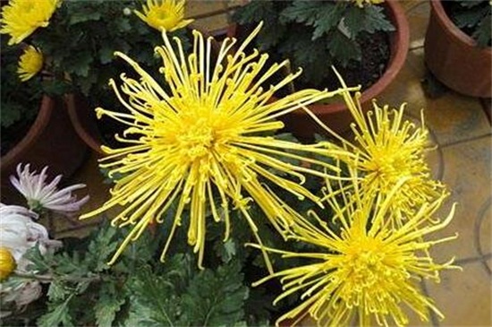 菊花有哪几种颜色