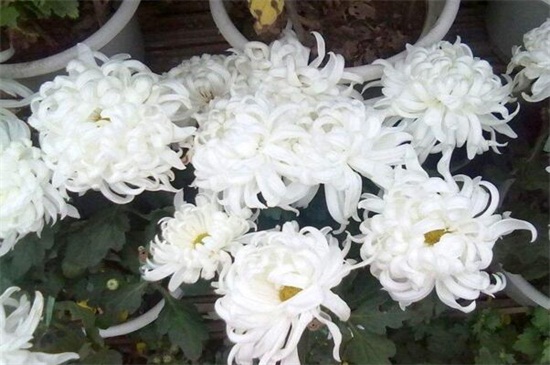 菊花有哪几种颜色