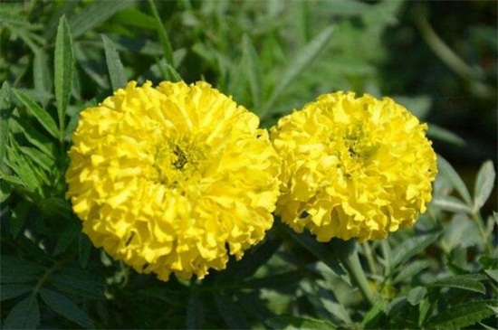 菊花有哪几种颜色