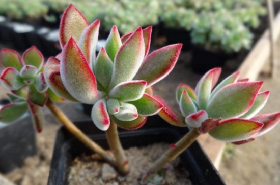 锦晃星开花后从哪里剪