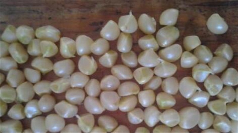 君子兰的播种方法