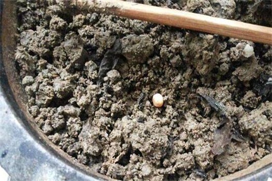 君子兰的播种方法