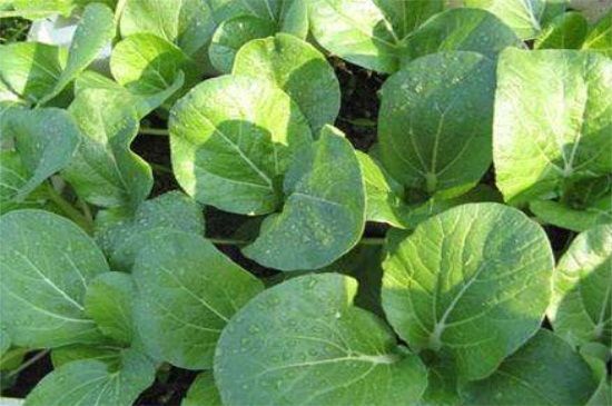 十一月适合种什么菜