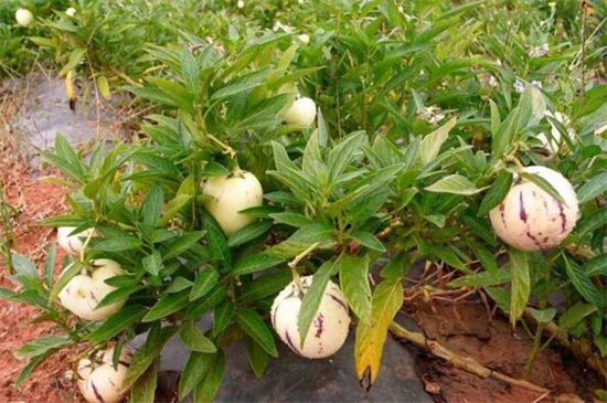 人参果的吃法及禁忌，切丁榨汁饮用但不宜多食