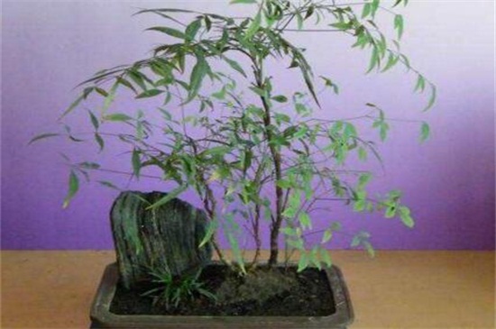 怎么矮化南天竹盆景，可修剪摘心和短截枝条