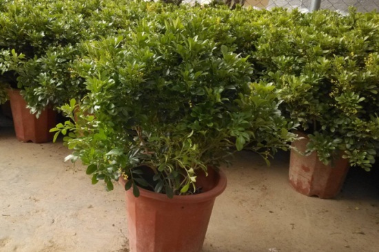 米兰摆放禁忌，卧室忌放会影响夫妻感情