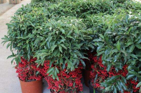 黄金万两什么时候开花，黄金万两树多久能开花