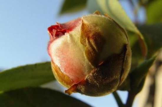 茶花为什么掉花苞，严重缺水出现肥害