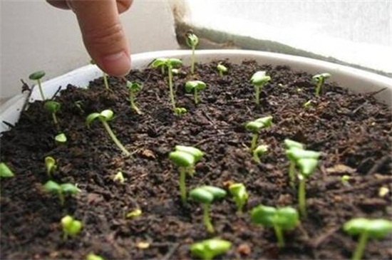 满天星种子一盆放几个，2～3个最为适宜