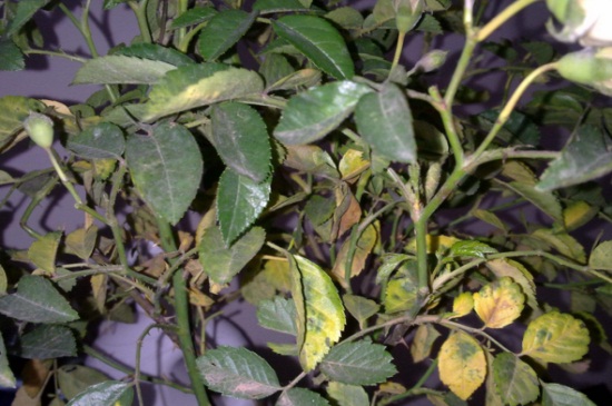 小玫瑰移植后黄叶，详解4大原因及解决方法