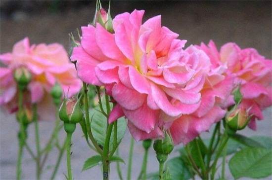 北京市市花是什么，月季是公认的市花