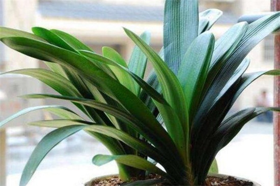 君子兰授粉图解，4个步骤教你授粉获种