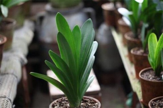 君子兰授粉图解，4个步骤教你授粉获种