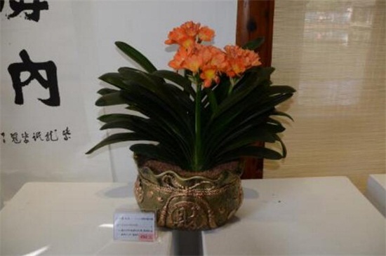 君子兰授粉图解，4个步骤教你授粉获种