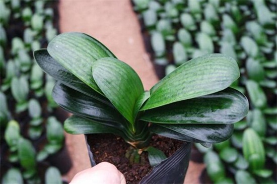 君子兰授粉图解，4个步骤教你授粉获种