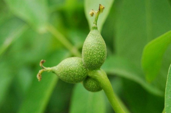 核桃树什么时候浇水,核桃树冬季怎么浇水