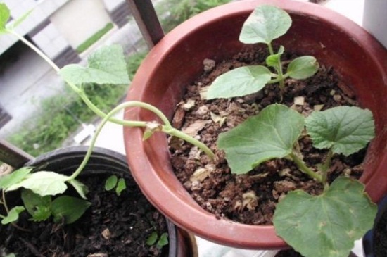 盆栽西瓜用什么盆，瓦盆以及土盆均可养殖