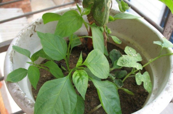 盆栽西瓜用什么盆，瓦盆以及土盆均可养殖