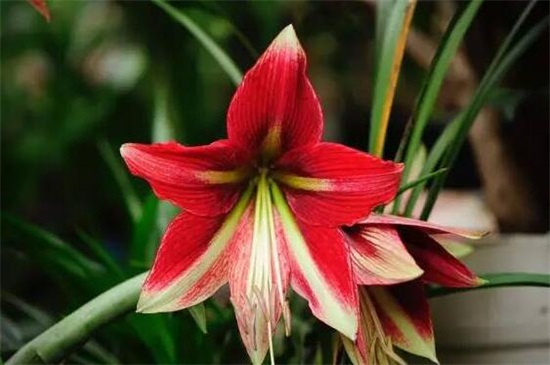 朱顶红几月休眠，朱顶红几天发芽