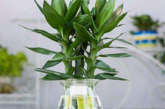 观音竹烂根怎么处理，修剪烂根并喷洒多菌灵溶液