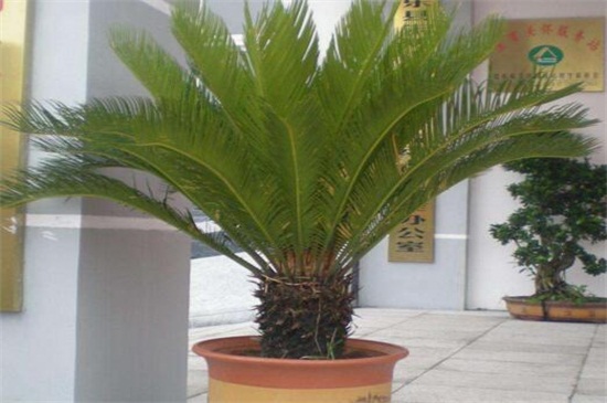 铁树什么时候换盆