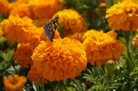 万寿菊几点开花时间