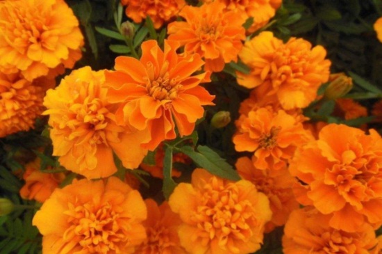 万寿菊几点开花时间