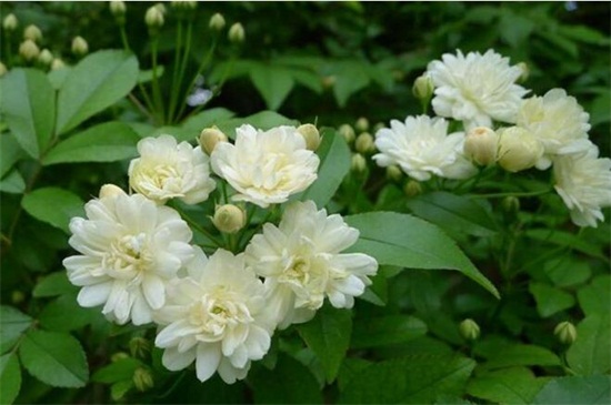 宁海甜蜜红木香花苗哪里买，浙江各地均可购买