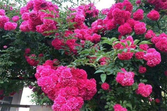 宁海甜蜜红木香花苗哪里买，浙江各地均可购买