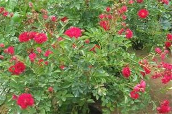 宁海甜蜜红木香花苗哪里买，浙江各地均可购买