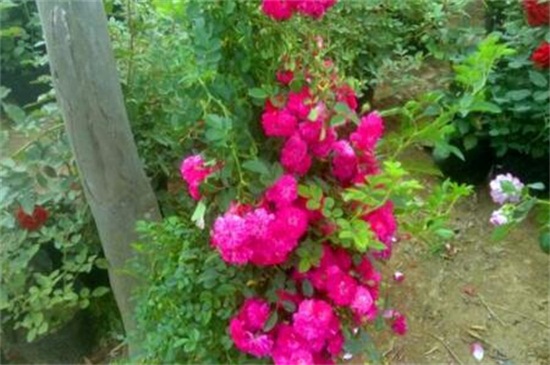 宁海甜蜜红木香花苗哪里买，浙江各地均可购买