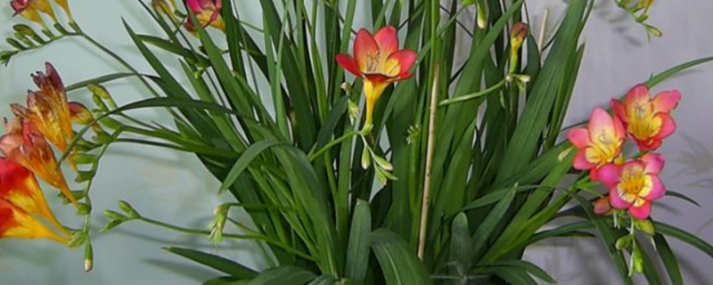 香雪兰养护方法