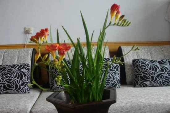 香雪兰养护方法