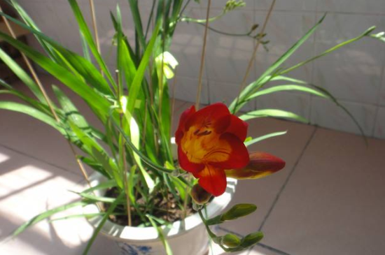 香雪兰养护方法