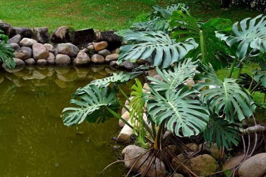 室内养观赏树种类，这6种树观赏能力极高