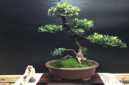 罗汉松5年能长多粗，茎干在5～8厘米之间