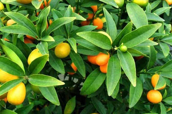 金桔叶子卷曲变干，施加铁肥并更换土质