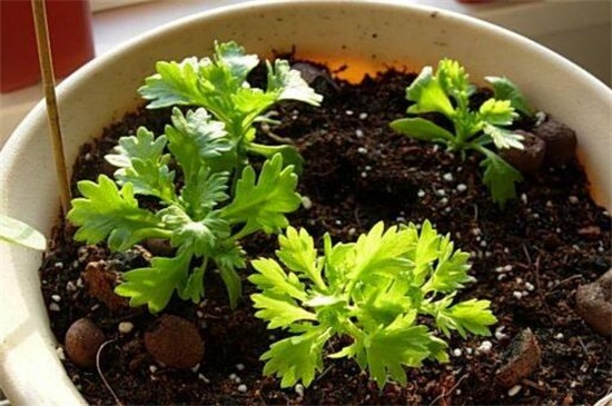 白晶菊虫害及防治方法，蚜虫清洗喷洒药剂