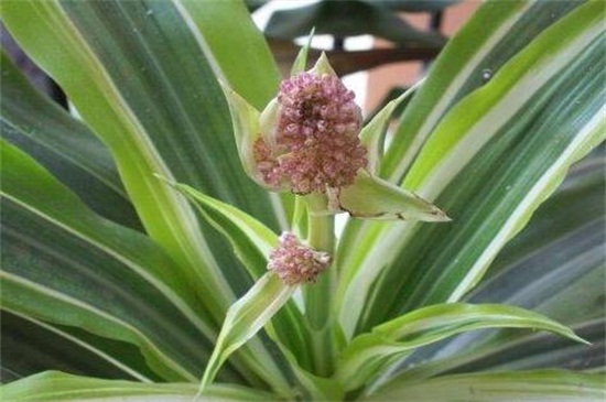 巴西铁与巴西木的区别，叶片形态生长习性不同