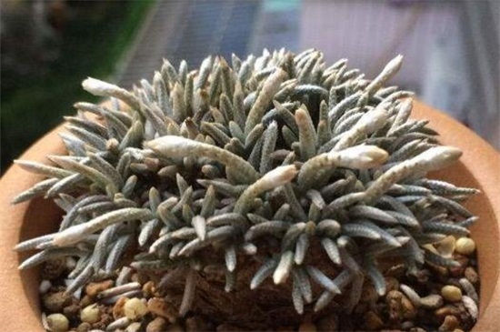 白花韧锦病虫害及防治方法，炭疽病播种前喷洒克菌丹