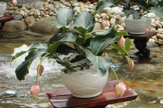 宝莲灯什么时候开花，大概在4～6月开花