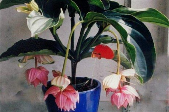 宝莲灯什么时候开花，大概在4～6月开花