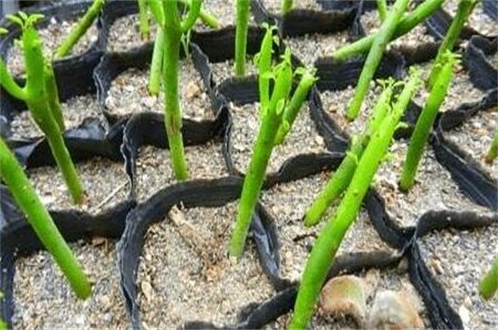 光棍树怎么扦插